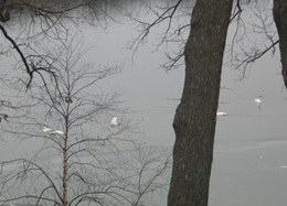 Trumpeter Swans on Comfort Lake