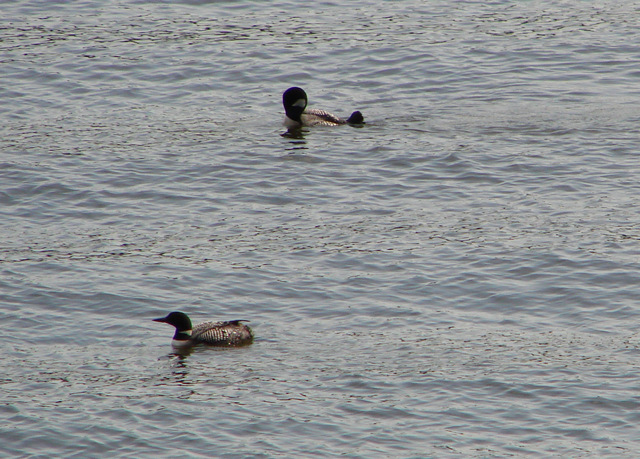 Loons on Comfort Lake