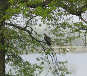 Wildlife at Comfort Lake & Little Comfort Lake Wildlife at Comfort Lake & Little Comfort Lake